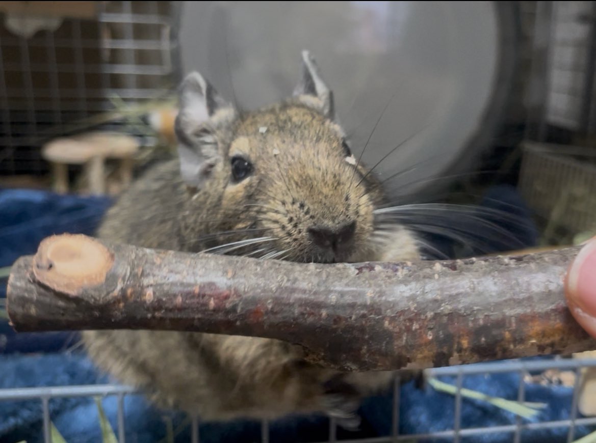 咲良🐀 tweet media