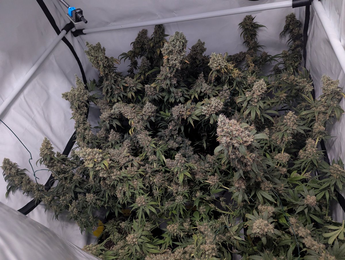 Synaptic Puzzle tweet media