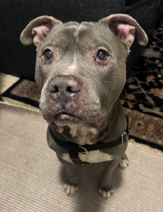 NMBewitched's tweet photo. #PittieBunny
#easterbunny
#AdoptionisaPassion
Flint, our #SeniorGent who was fashionably dressed in #Bunny attire before it was seasonably fashionable
While Flint is currently living it up in his #ACCFoster home, he would love to find a furever companion
He is chill & sweet
His hobbies are naps, sleeping, walks
Calm, relaxed & easy going
#AdoptMe
https://t.co/7vFNeQ7UHS