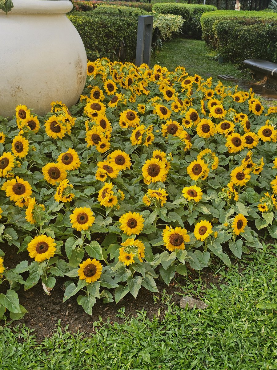 Sunflowers bloom for Wonpil's comeback today!