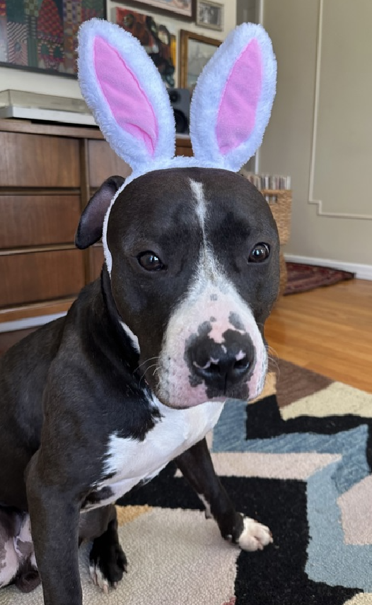 NMBewitched's tweet photo. Bonus #PittieBunny
#Easterbunny
#AdoptionisaPassion
Lennard😍
Just because he is a sublime #BlackDog
Also in a #ACCFoster home
He is a shinning star ✨
When asked their favorite thing?
Eager to please🥰😇🥰
#AdoptMe
https://t.co/XgGXZVH64o https://t.co/5tyErhIDkN