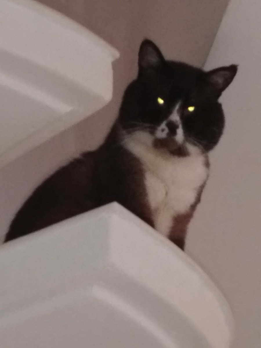 Jamile Chahine tweet media