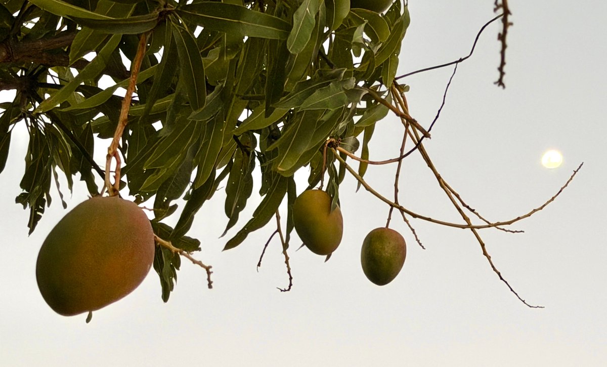 CR Volcano tweet media