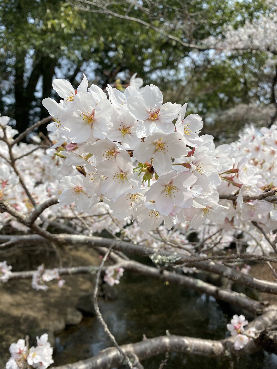 ベストカラー染料/(株)松謙 tweet media