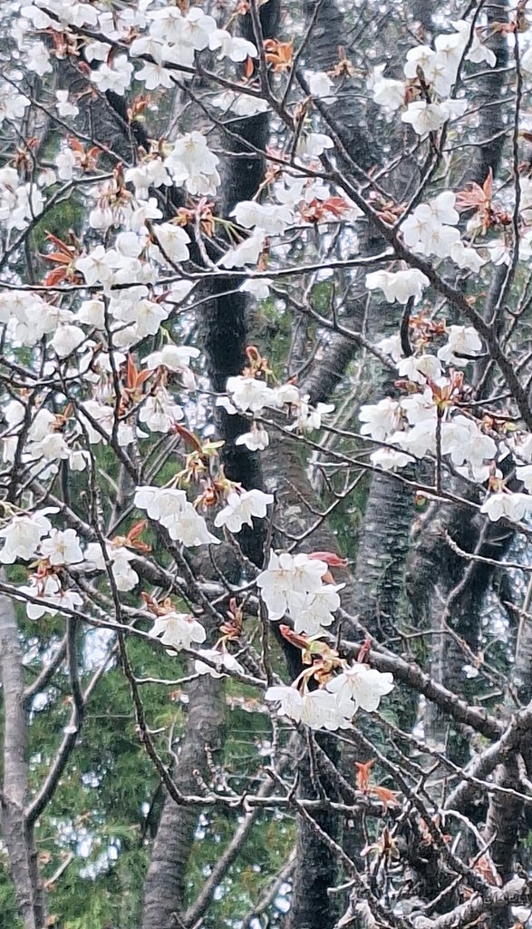 黒澤ケイ君🌌❄️🐲💚 tweet media