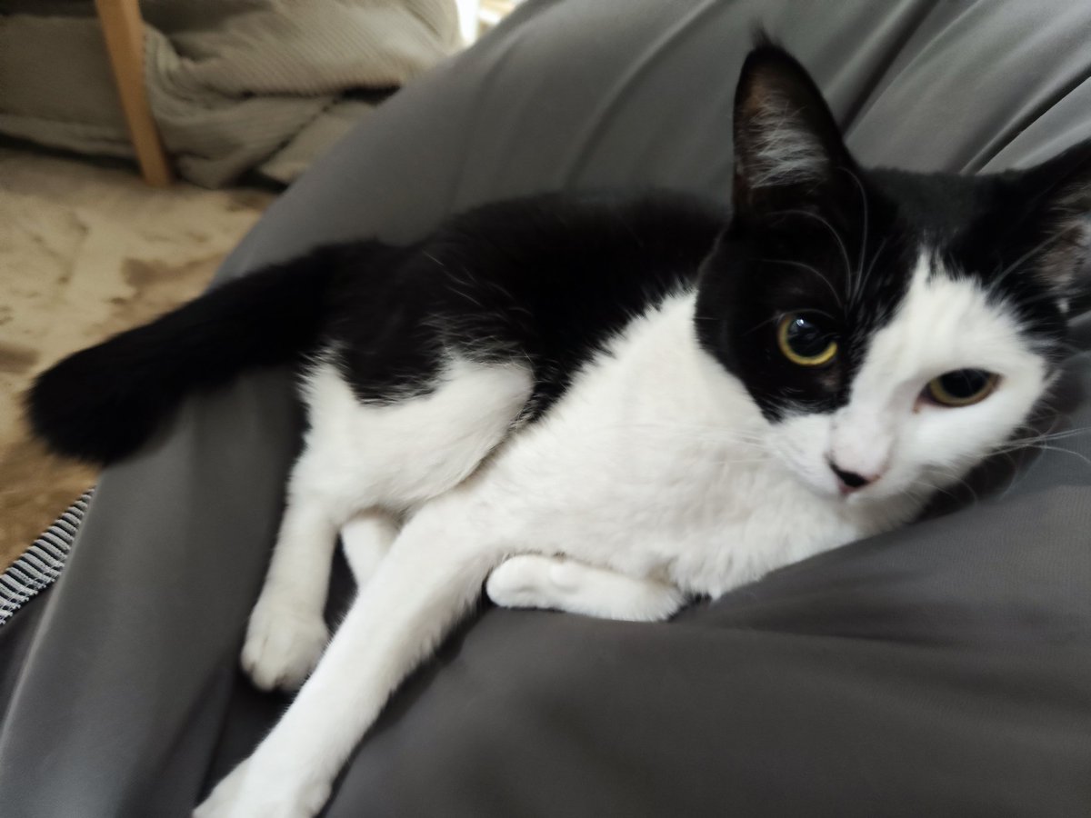 きーぽぽ tweet media