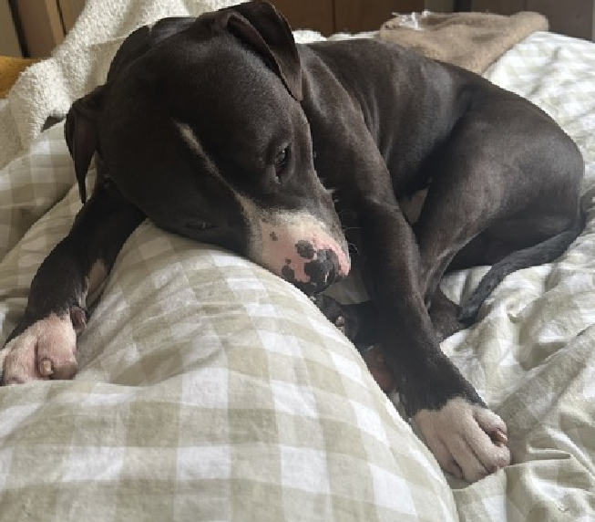 NMBewitched's tweet photo. Bonus #PittieBunny
#Easterbunny
#AdoptionisaPassion
Lennard😍
Just because he is a sublime #BlackDog
Also in a #ACCFoster home
He is a shinning star ✨
When asked their favorite thing?
Eager to please🥰😇🥰
#AdoptMe
https://t.co/XgGXZVH64o https://t.co/5tyErhIDkN