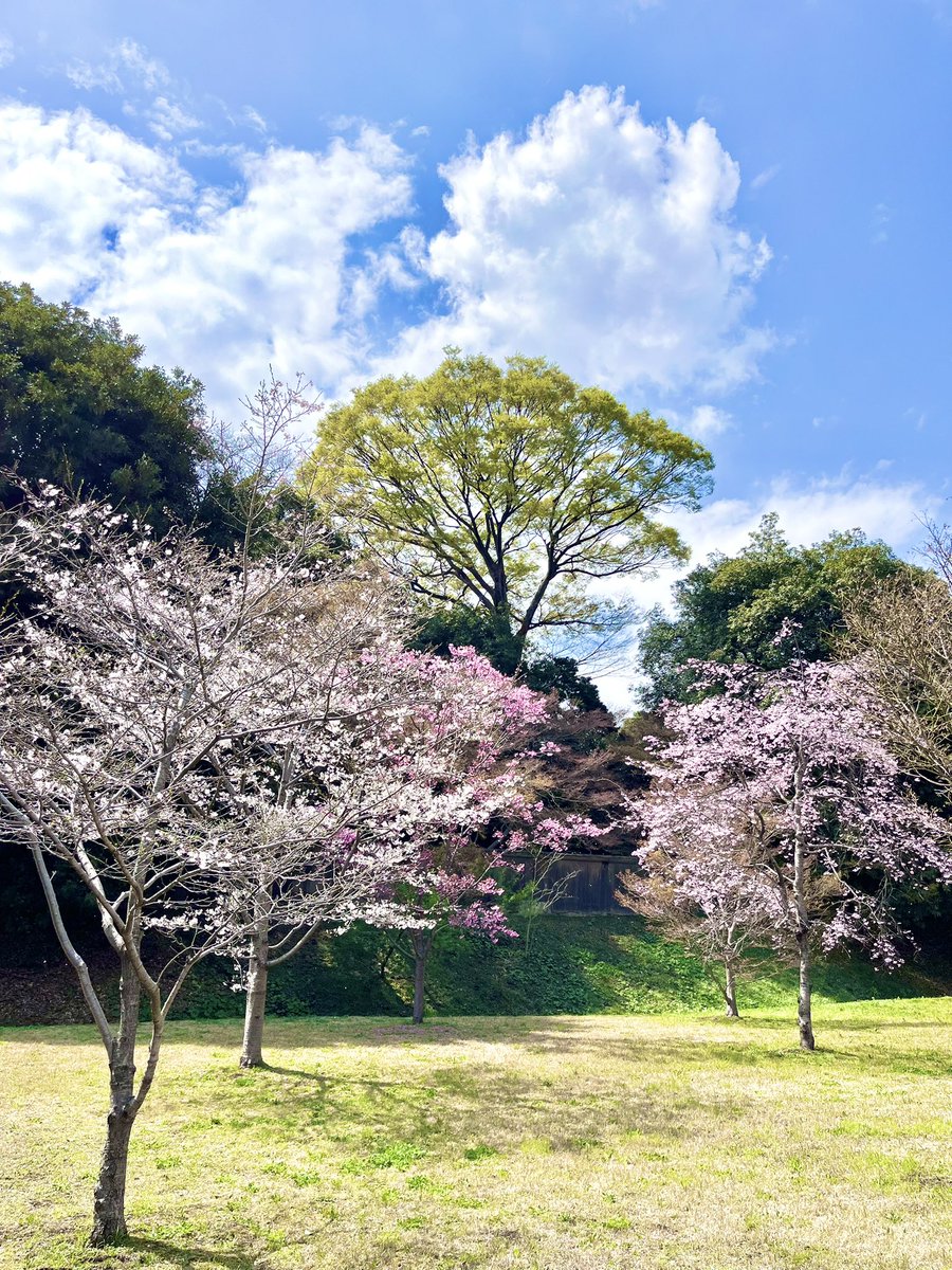 ff1476682759's tweet photo. 先日、皇居の乾通り一般公開に行きお花見をしてきた🌸
入場40分待ちという混雑だったけど、様々な種類の桜を��る事ができたし、とても楽しいお散歩ができた。

就活も無事実り、４月1日から新入社員。
頑張らないとな。 https://t.co/3AJdasrSO1