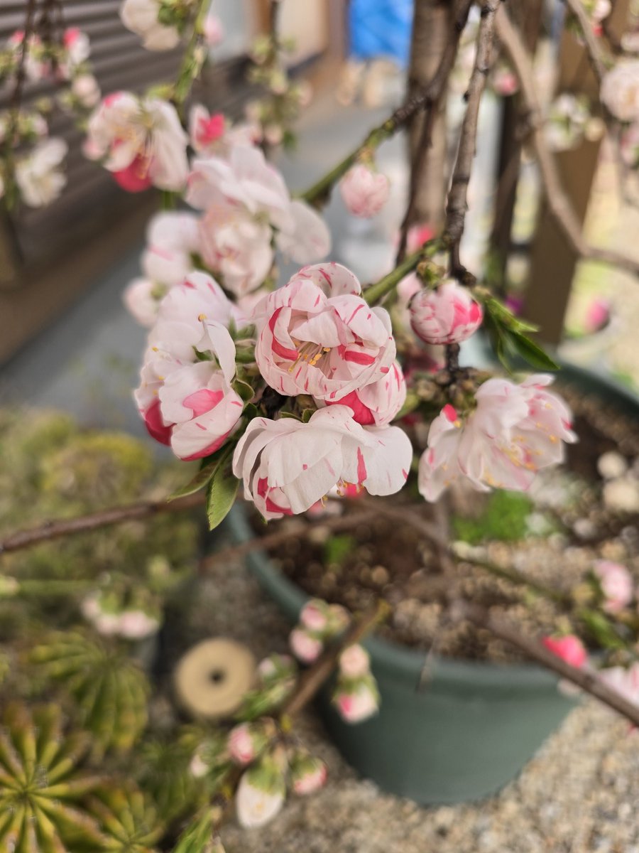 ✨️ひょ太郎✨️ tweet media