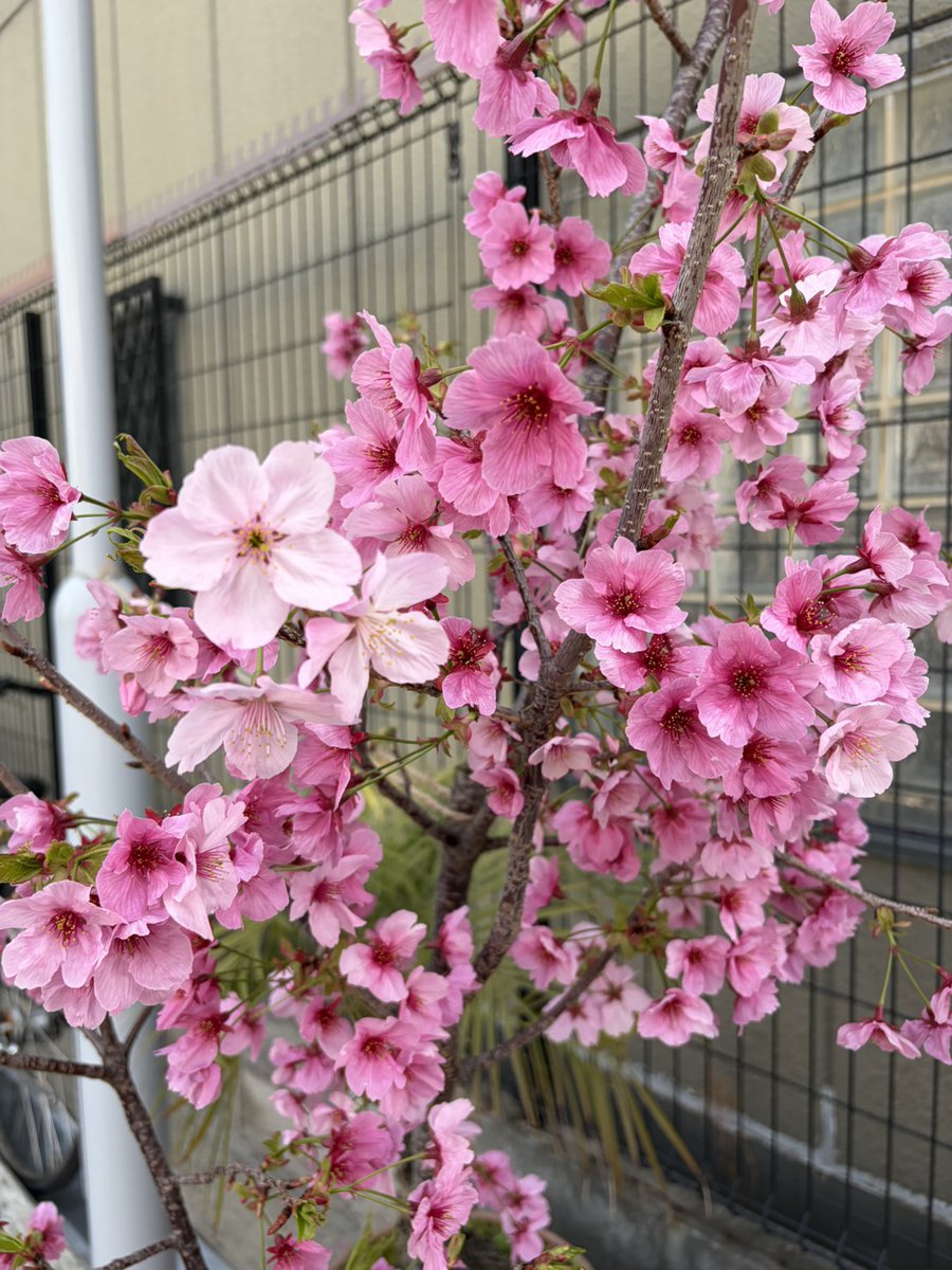 ノムラテック tweet media