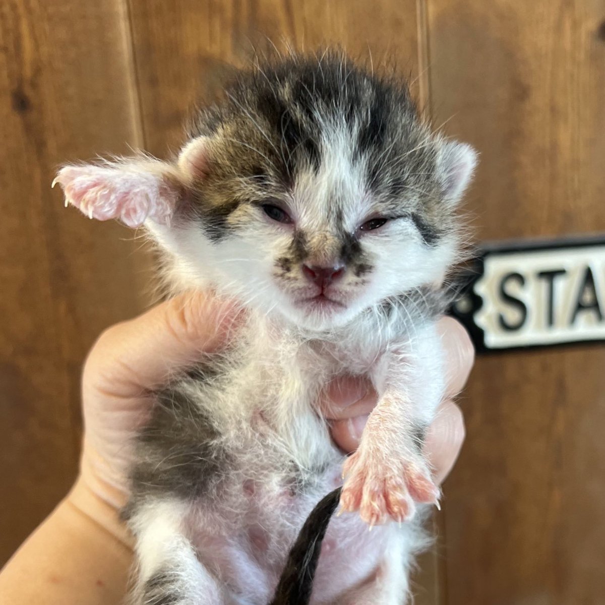 ㍿木村刃物製作所【V.ROAD】✂️🔪刃物の町岐阜県関市 tweet media