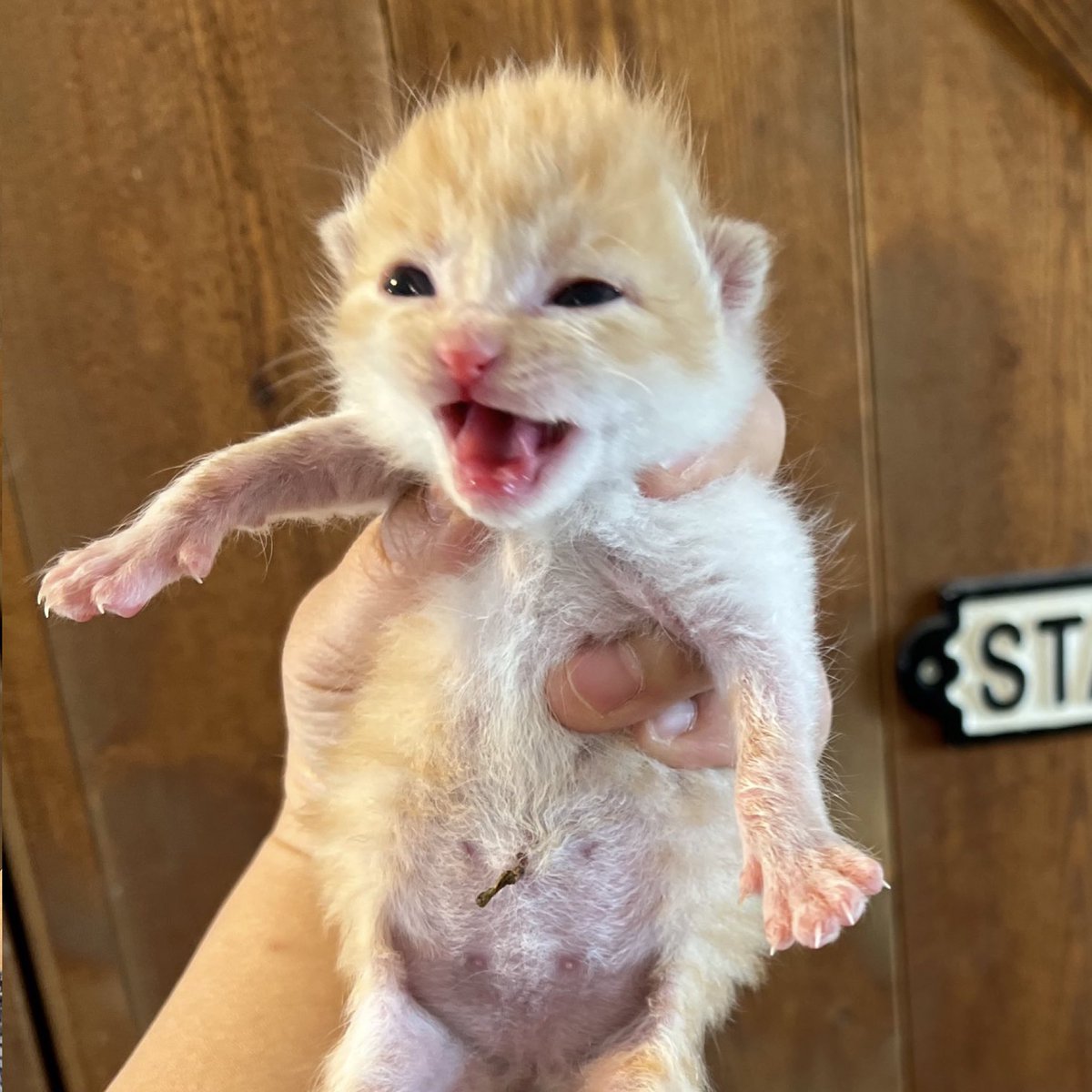 ㍿木村刃物製作所【V.ROAD】✂️🔪刃物の町岐阜県関市 tweet media