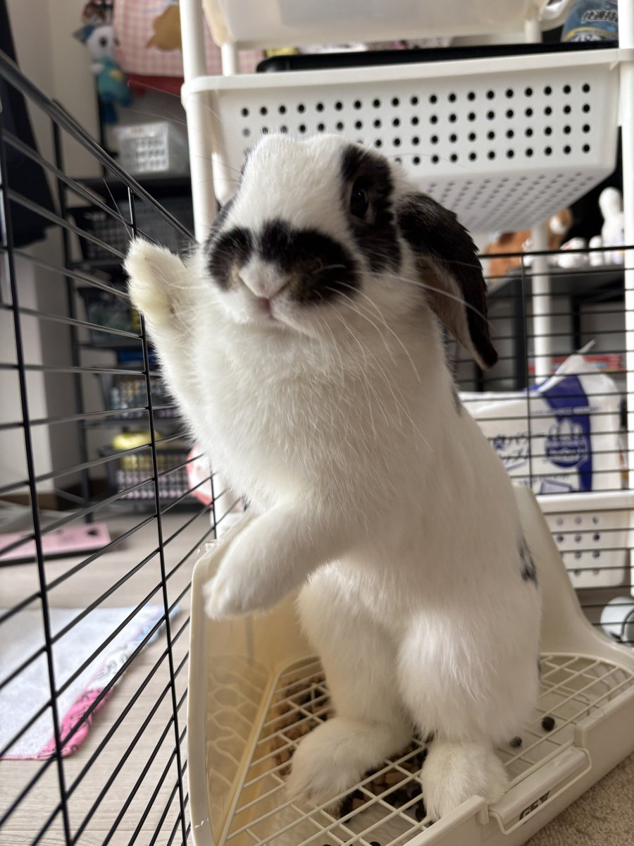 うさぎのミルちゃんꪔ̤̮ tweet media