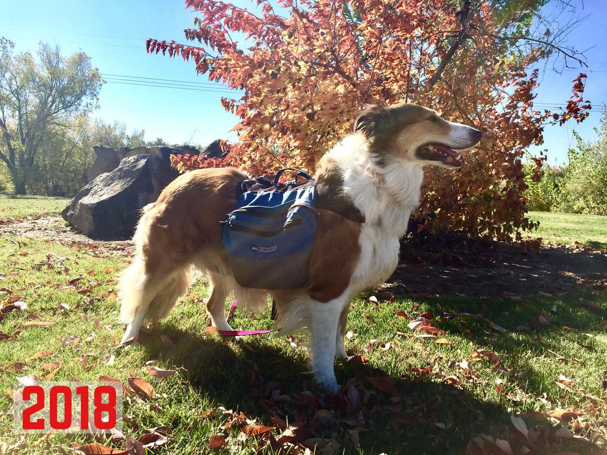 The Snoopervisor 2.0 /Moses (Wilma🌈) tweet media