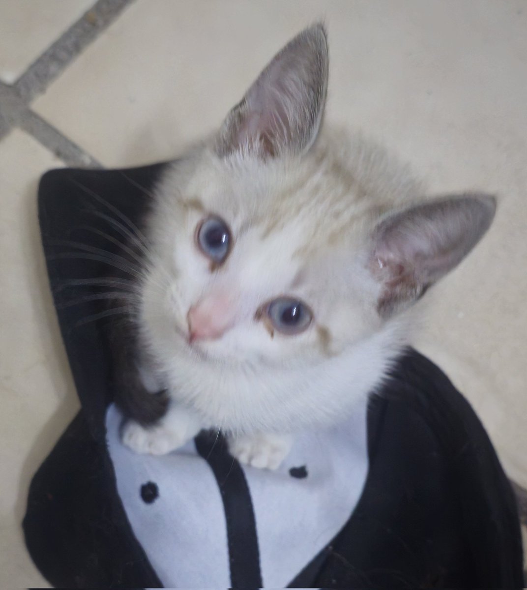 ✨️AntiFashion✨️ tweet media