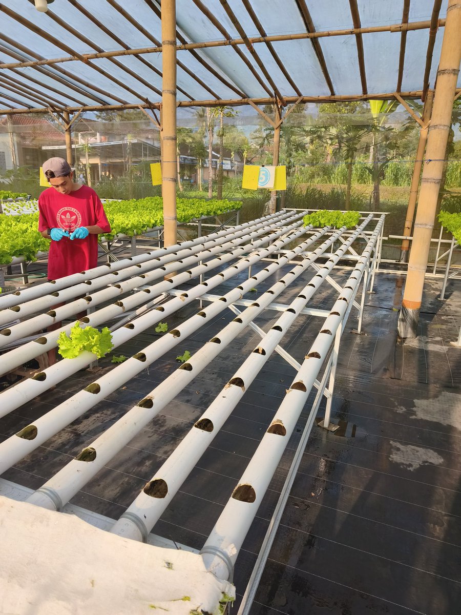 Bakul Selada tweet media