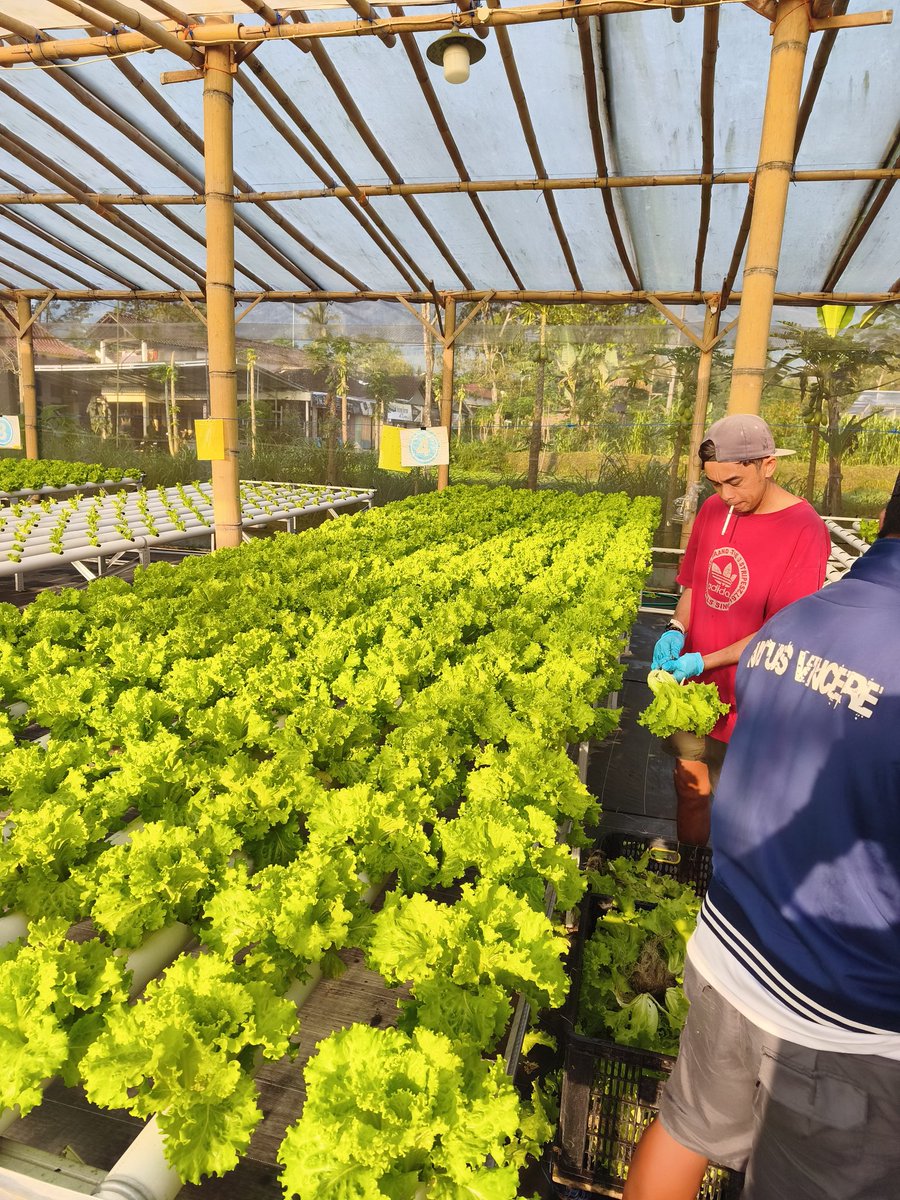 Bakul Selada tweet media