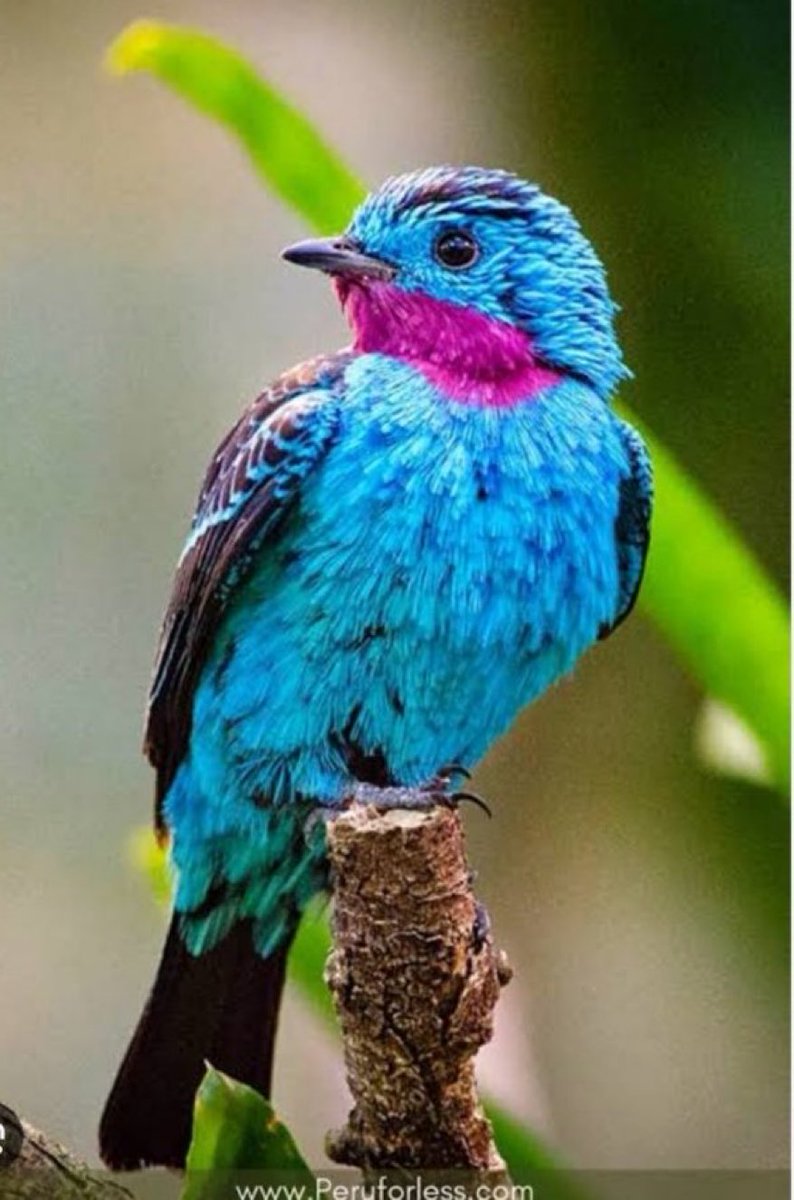 Muhammad Hameed tweet media