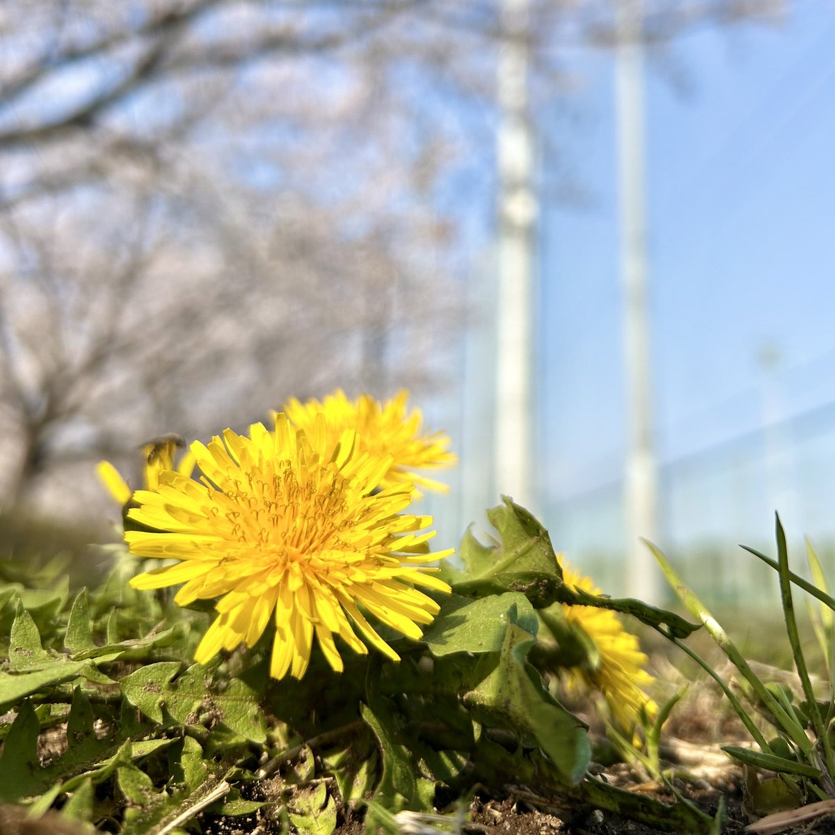 saimaki's tweet photo. 昨日は足尾で飛びました。
風は荒々しく、クラス5の競技の継続が難しいほど…

私ももれなくぶっ飛んで、課題は残ったけど、ランディングはひばりが鳴いて、桜があちこちで満開でした。

心配？ご無用ー！ https://t.co/hPE87MwMSq