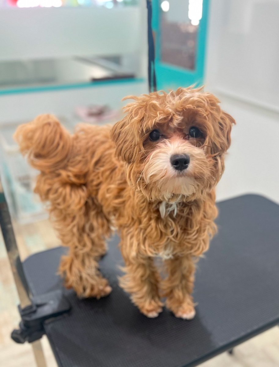 RIKI🐕〖横浜ジャパンクラブ富士〗の中の人 tweet media