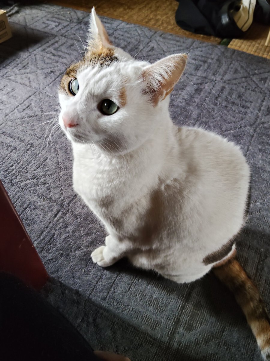 デューク tweet media