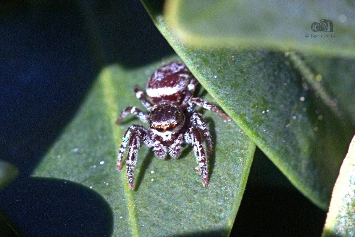 Barry P. tweet media