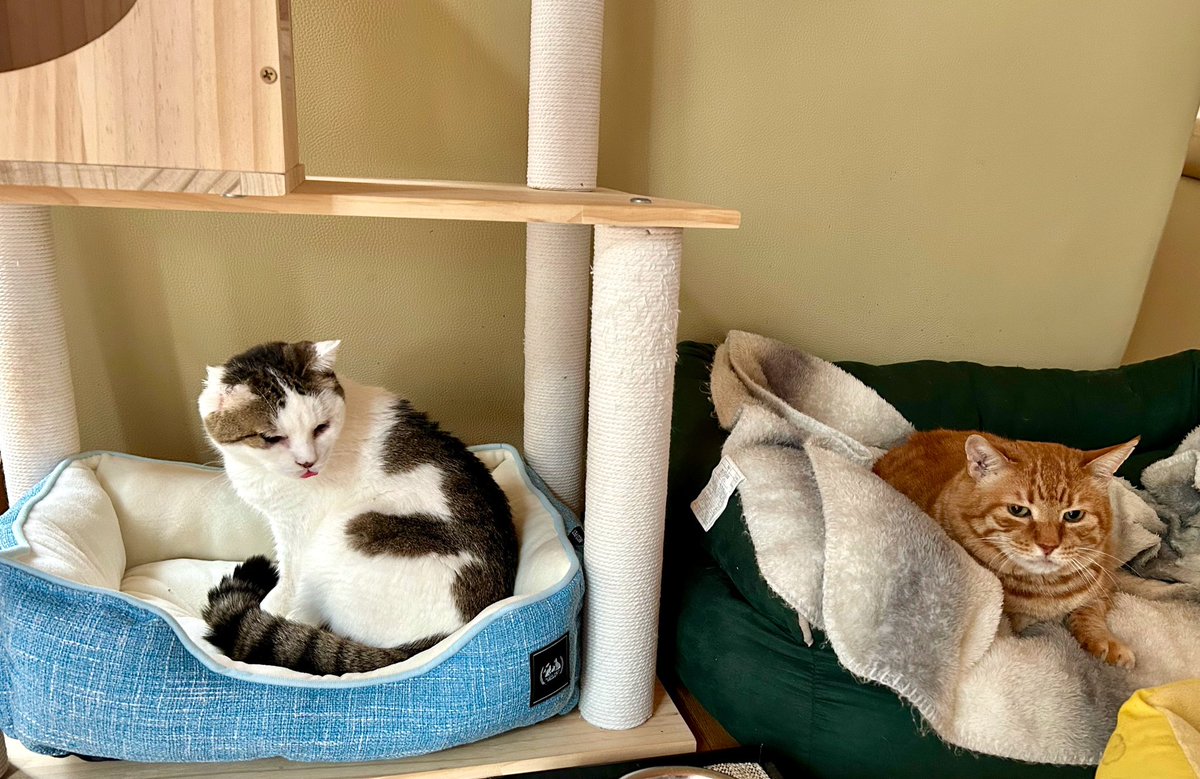 東雲 鈴音 tweet media