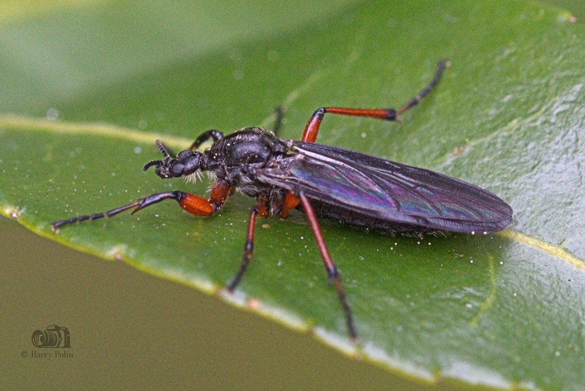 Barry P. tweet media