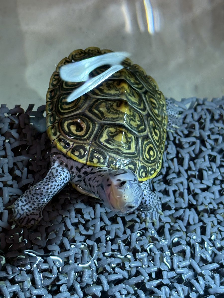 AGタートルラボ tweet media