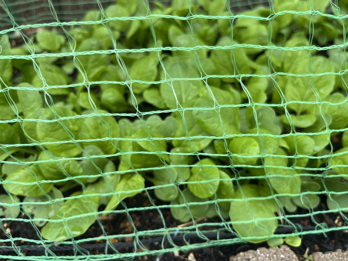 マッチボックス tweet media