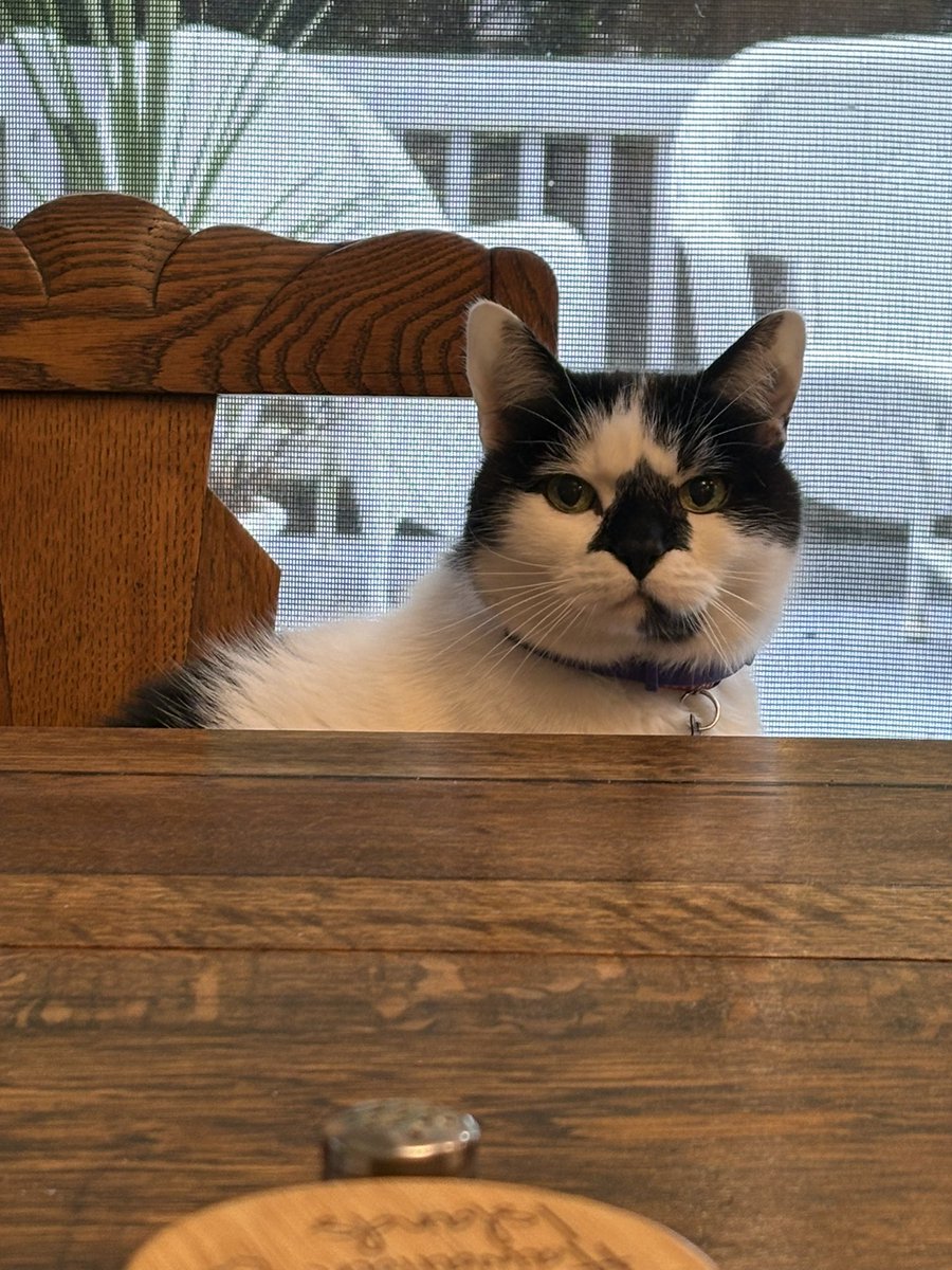 emily bengaltiger 🐱❤️‍🔥 tweet media