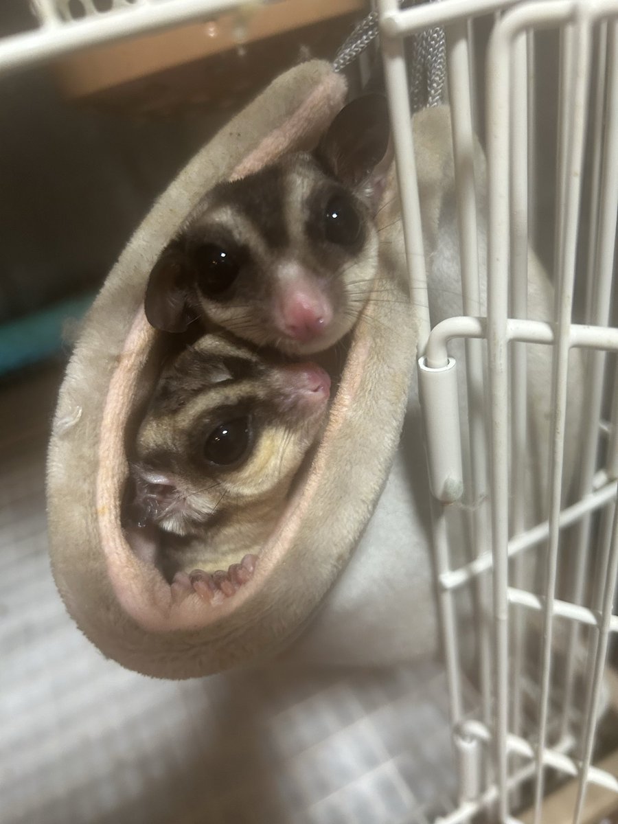 おはよ･ᴗ･ )੭''

昨日のWilds

はるちゃん♡桐生ちゃん🐈‍⬛リムラさん✨
いつも( ᴗ̤ .̮ ᴗ̤人) ｱﾘｶﾞﾄ*•.❥*

アフロが揃うと賑やかすぎるꉂ🤣𐤔
ワイワイ楽しかったよ☺️
またよろしくね(>ᴗ<)

この前のマロコロ🥰
今週もゆるっと( ᐙ )