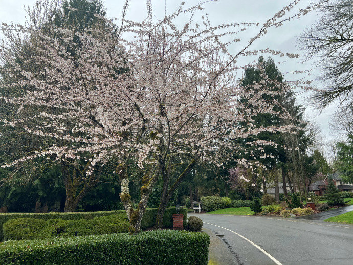 May_Carlos24's tweet photo. Seattle's early spring is a time of alternating rain and sun, but the flowers along the roadside are blooming, bringing hope and clarity. 🌸 https://t.co/k6iplqPmKW