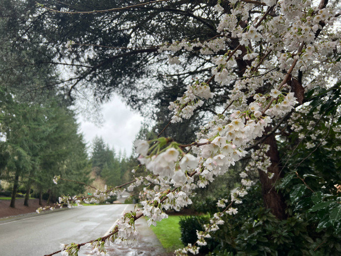 May_Carlos24's tweet photo. Seattle's early spring is a time of alternating rain and sun, but the flowers along the roadside are blooming, bringing hope and clarity. 🌸 https://t.co/k6iplqPmKW