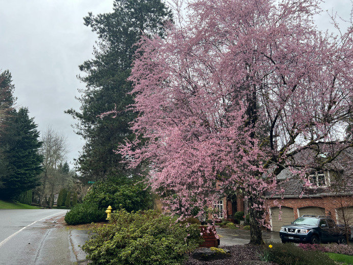 May_Carlos24's tweet photo. Seattle's early spring is a time of alternating rain and sun, but the flowers along the roadside are blooming, bringing hope and clarity. 🌸 https://t.co/k6iplqPmKW