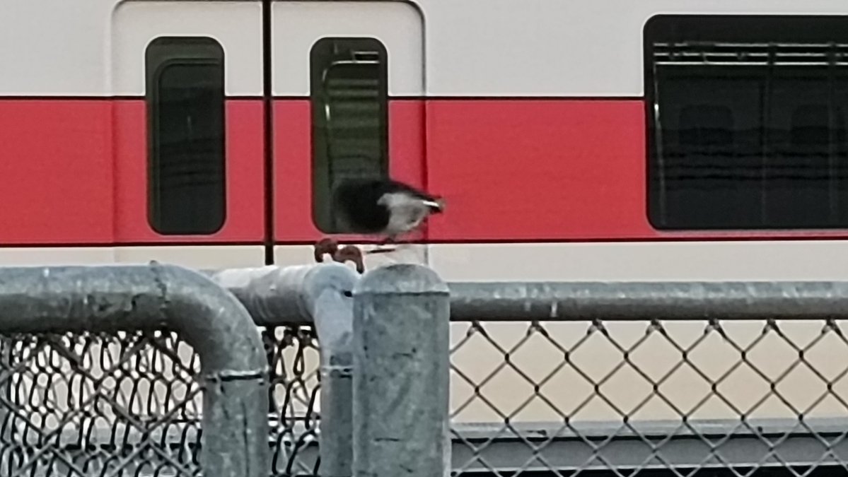 Coconut Toast tweet media