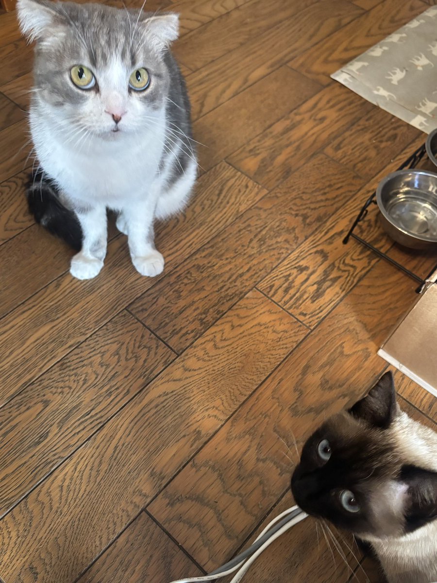 コハちゃん tweet media