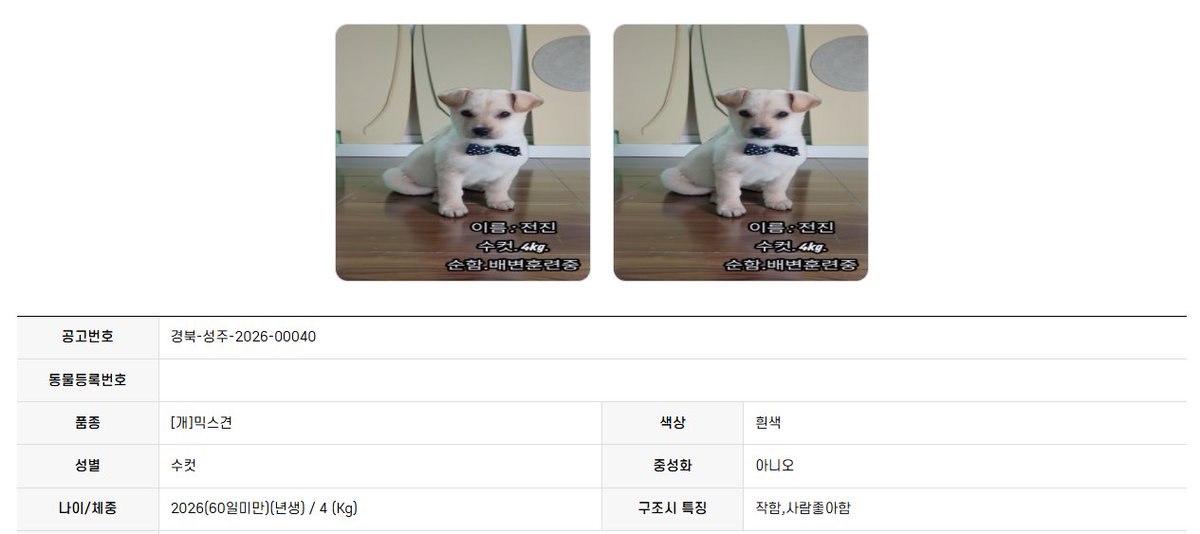 오늘의 강아지 추천 tweet media