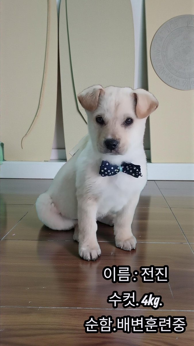 오늘의 강아지 추천 tweet media