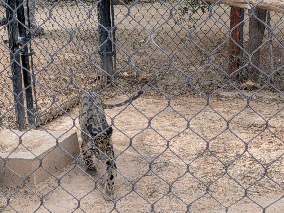 goobleckVT🩷🐆 tweet media