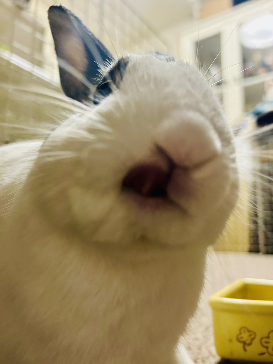 かけり tweet media