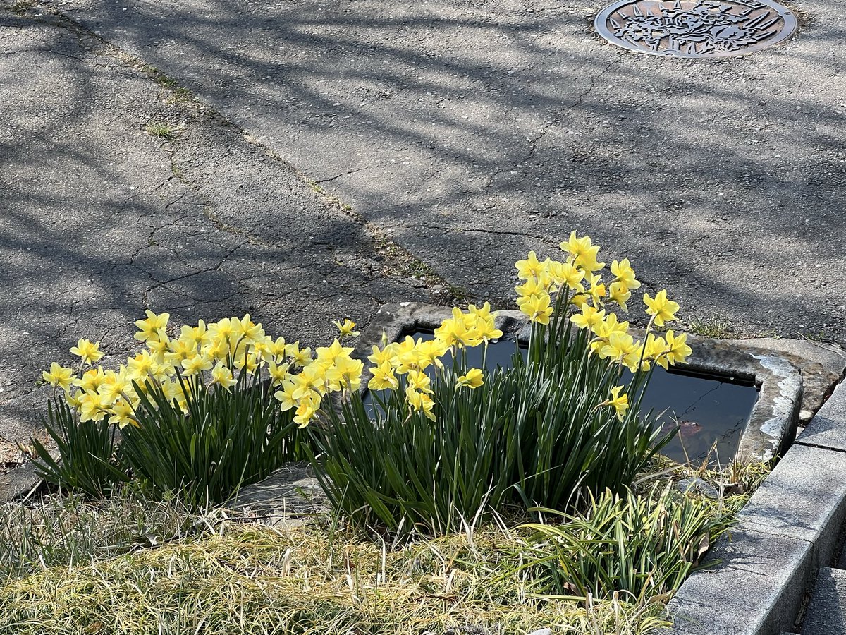 国宝三重塔 大法寺 │daihouji tweet media