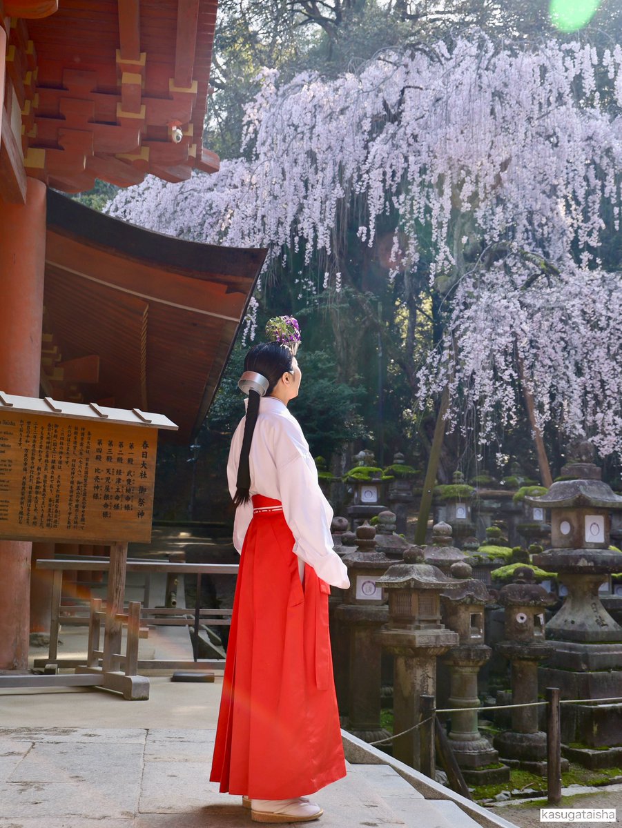 春日大社 kasugataisha shrine tweet media