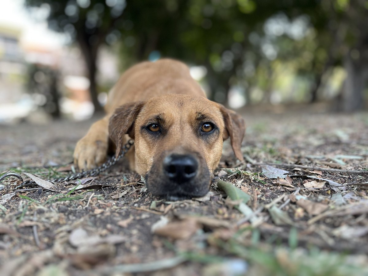 𝙷𝚎𝚕𝚊 𝙼𝚘𝚛𝚎 🐶 tweet media