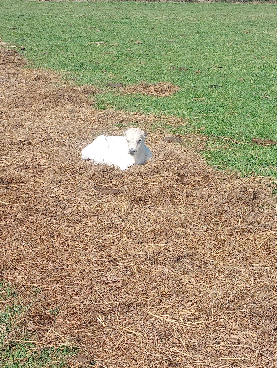 Farm Boy tweet media