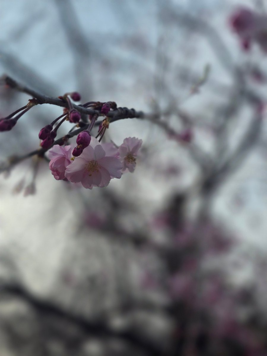 T4M0🌌 tweet media