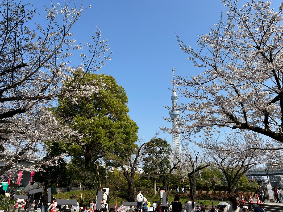 makitaropon's tweet photo. 昨日は上野の科博で超危険生物展のあと巻太郎が「浅草線乗りたい」というので上野から新橋通って浅草行った。乗ったことないね！と東京力車さんの10分コース乗ったよ天気良くてあたたかくていいお花見しちゃった。だ��ちゃんさんJPさんありがとうございました、子どもがずっとｷｬｯｷｬしてます。 https://t.co/KlYZQGKlts