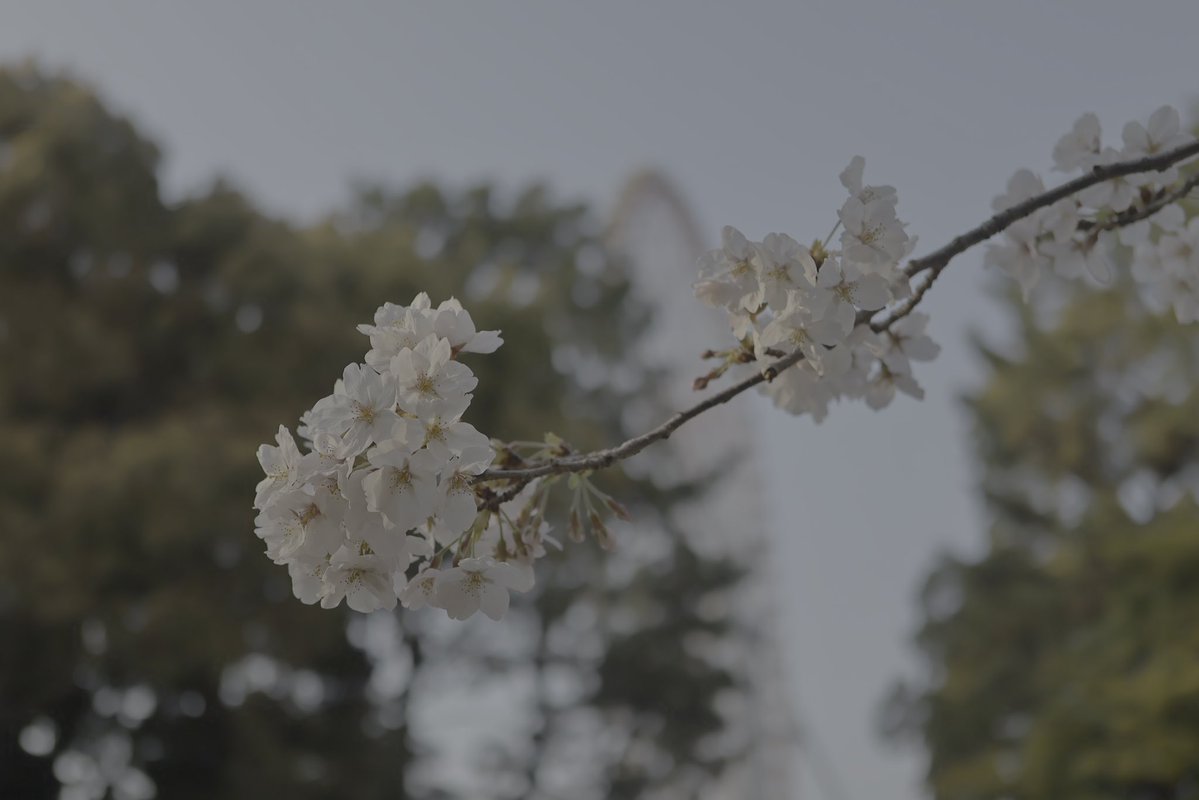 サンディスク tweet media