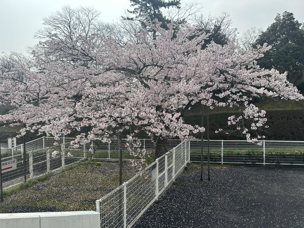 yourouland's tweet photo. 今日も昨日と同じく満開です。チラチラと花びらが落ちています。
趣のある光景です。
#桜花見
#養老公園 https://t.co/rnXkz3AzGi