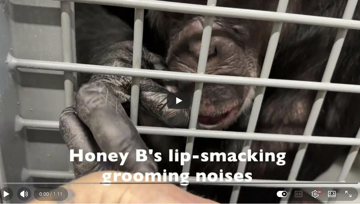 Chimpanzee Sanctuary Northwest tweet media